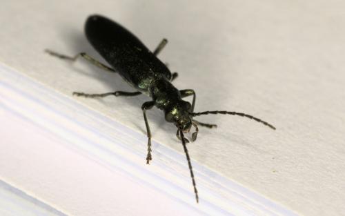 Ischnomera sp.